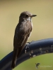 Filename=021_fotowilga~66.JPG
Filesize=209KB
Dimensions=525x700
Date added=Jul 17, 2019 021_fotowilga~66.JPG
