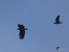 Filename=021_fotowilga~68.JPG
Filesize=201KB
Dimensions=700x525
Date added=Oct 23, 2019 021_fotowilga~68.JPG
