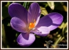 021_fotowilga~7.JPG