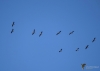 Filename=021_fotowilga~70.JPG
Filesize=161KB
Dimensions=700x500
Date added=Nov 04, 2019 021_fotowilga~70.JPG