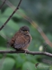 Filename=0224_fotowilga.JPG
Filesize=286KB
Dimensions=525x700
Date added=Aug 21, 2019 0224_fotowilga.JPG