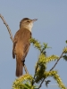 Filename=0224_fotowilga~42.JPG
Filesize=242KB
Dimensions=525x700
Date added=Apr 30, 2018 0224_fotowilga~42.JPG
