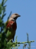 Filename=0226_fotowilga~51.JPG
Filesize=246KB
Dimensions=525x700
Date added=Jul 29, 2019 0226_fotowilga~51.JPG