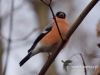 Filename=022_fotowilga~32.JPG
Filesize=64KB
Dimensions=640x480
Date added=Dec 06, 2016 022_fotowilga~32.JPG