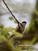 Filename=022_fotowilga~38.JPG
Filesize=48KB
Dimensions=360x480
Date added=Apr 10, 2017 022_fotowilga~38.JPG