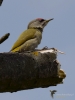 Filename=022_fotowilga~41.JPG
Filesize=204KB
Dimensions=525x700
Date added=May 21, 2017 022_fotowilga~41.JPG