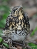 Filename=022_fotowilga~53.JPG
Filesize=273KB
Dimensions=525x700
Date added=Mar 23, 2018 022_fotowilga~53.JPG