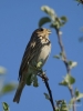 Filename=022_fotowilga~55.JPG
Filesize=207KB
Dimensions=525x700
Date added=Apr 27, 2018 022_fotowilga~55.JPG