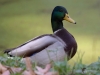 Filename=022_fotowilga~61.JPG
Filesize=220KB
Dimensions=700x525
Date added=Jan 24, 2019 022_fotowilga~61.JPG