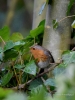Filename=022_fotowilga~65.JPG
Filesize=301KB
Dimensions=525x700
Date added=May 07, 2019 022_fotowilga~65.JPG