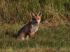 Filename=022_fotowilga~67.JPG
Filesize=397KB
Dimensions=700x525
Date added=Jul 23, 2019 022_fotowilga~67.JPG