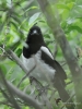 Filename=022_fotowilga~70.JPG
Filesize=280KB
Dimensions=525x700
Date added=Oct 16, 2019 022_fotowilga~70.JPG