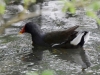 Filename=022_fotowilga~71.JPG
Filesize=317KB
Dimensions=700x525
Date added=Nov 14, 2019 022_fotowilga~71.JPG