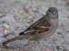 Filename=0234_fotowilga.JPG
Filesize=260KB
Dimensions=700x525
Date added=Mar 04, 2019 0234_fotowilga.JPG