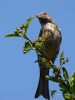 Filename=0234_fotowilga~0.JPG
Filesize=251KB
Dimensions=525x700
Date added=Jul 29, 2019 0234_fotowilga~0.JPG
