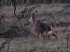 Filename=0236_fotowilga.JPG
Filesize=327KB
Dimensions=700x525
Date added=Jul 25, 2019 0236_fotowilga.JPG