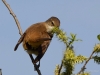 Filename=0237_fotowilga~36.JPG
Filesize=243KB
Dimensions=700x525
Date added=May 02, 2018 0237_fotowilga~36.JPG