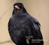 Filename=0239_fotowilga~33.JPG
Filesize=68KB
Dimensions=518x480
Date added=Mar 24, 2017 0239_fotowilga~33.JPG