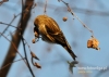 Filename=023_fotowilga~27.JPG
Filesize=92KB
Dimensions=640x457
Date added=Apr 18, 2016 023_fotowilga~27.JPG
