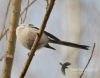 Filename=023_fotowilga~32.JPG
Filesize=82KB
Dimensions=611x480
Date added=Aug 14, 2016 023_fotowilga~32.JPG