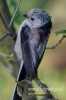 Filename=023_fotowilga~36.JPG
Filesize=52KB
Dimensions=320x480
Date added=Nov 19, 2016 023_fotowilga~36.JPG