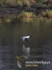 023_fotowilga~37.JPG