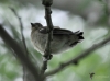 Filename=023_fotowilga~54.JPG
Filesize=234KB
Dimensions=700x520
Date added=Mar 23, 2018 023_fotowilga~54.JPG