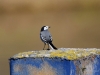 Filename=023_fotowilga~56.JPG
Filesize=245KB
Dimensions=700x525
Date added=Oct 11, 2018 023_fotowilga~56.JPG