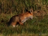 Filename=023_fotowilga~58.JPG
Filesize=405KB
Dimensions=700x525
Date added=Jan 15, 2019 023_fotowilga~58.JPG