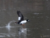 Filename=023_fotowilga~60.JPG
Filesize=257KB
Dimensions=700x525
Date added=Jan 29, 2019 023_fotowilga~60.JPG