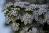 Filename=023_fotowilga~61.JPG
Filesize=248KB
Dimensions=700x479
Date added=Feb 03, 2019 023_fotowilga~61.JPG