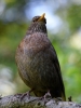 Filename=023_fotowilga~63.JPG
Filesize=251KB
Dimensions=525x700
Date added=Mar 27, 2019 023_fotowilga~63.JPG