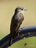 Filename=023_fotowilga~65.JPG
Filesize=215KB
Dimensions=525x700
Date added=Jul 16, 2019 023_fotowilga~65.JPG