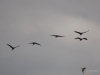 Filename=023_fotowilga~67.JPG
Filesize=167KB
Dimensions=700x525
Date added=Nov 27, 2019 023_fotowilga~67.JPG