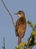 Filename=0241_fotowilga~47.JPG
Filesize=240KB
Dimensions=525x700
Date added=May 03, 2018 0241_fotowilga~47.JPG