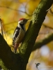 Filename=0248_fotowilga~37.JPG
Filesize=259KB
Dimensions=525x700
Date added=Jan 24, 2018 0248_fotowilga~37.JPG
