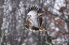 Filename=0249_fotowilga~4.JPG
Filesize=102KB
Dimensions=720x480
Date added=Mar 15, 2013 0249_fotowilga~4.JPG