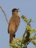 Filename=0249_fotowilga~45.JPG
Filesize=227KB
Dimensions=525x700
Date added=Jun 08, 2018 0249_fotowilga~45.JPG