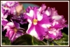 Filename=024_fotowilga~1.JPG
Filesize=140KB
Dimensions=720x492
Date added=Mar 17, 2013 024_fotowilga~1.JPG