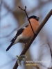 Filename=024_fotowilga~33.JPG
Filesize=48KB
Dimensions=360x480
Date added=Dec 09, 2016 024_fotowilga~33.JPG