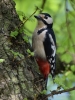 Filename=024_fotowilga~46.JPG
Filesize=311KB
Dimensions=525x700
Date added=Apr 22, 2018 024_fotowilga~46.JPG