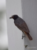 Filename=024_fotowilga~49.JPG
Filesize=199KB
Dimensions=525x700
Date added=Nov 03, 2017 024_fotowilga~49.JPG