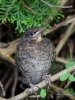 Filename=024_fotowilga~59.JPG
Filesize=292KB
Dimensions=525x700
Date added=Jun 09, 2018 024_fotowilga~59.JPG