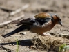 Filename=024_fotowilga~60.JPG
Filesize=280KB
Dimensions=700x525
Date added=Sep 08, 2018 024_fotowilga~60.JPG