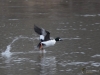 Filename=024_fotowilga~62.JPG
Filesize=283KB
Dimensions=700x525
Date added=Feb 02, 2019 024_fotowilga~62.JPG