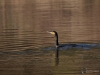 Filename=024_fotowilga~64.JPG
Filesize=283KB
Dimensions=700x525
Date added=Mar 12, 2019 024_fotowilga~64.JPG