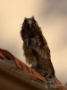 Filename=024_fotowilga~66.JPG
Filesize=230KB
Dimensions=525x700
Date added=Jun 10, 2019 024_fotowilga~66.JPG