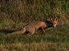 Filename=024_fotowilga~69.JPG
Filesize=392KB
Dimensions=700x525
Date added=Jul 23, 2019 024_fotowilga~69.JPG