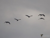 Filename=024_fotowilga~71.JPG
Filesize=156KB
Dimensions=700x525
Date added=Nov 29, 2019 024_fotowilga~71.JPG