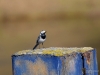Filename=024_fotowilga~72.JPG
Filesize=241KB
Dimensions=700x525
Date added=Dec 03, 2019 024_fotowilga~72.JPG